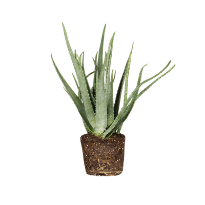 Aloe vera Aloe vera - elho - Give room to nature