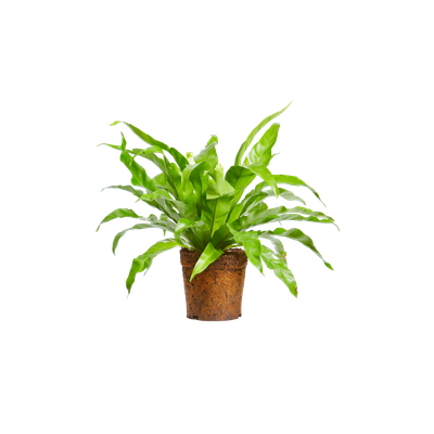 Graines De Fougère Nid D'Oiseau (Asplenium Nidus) - 10 Graines - Plante Tropicale Épiphyte