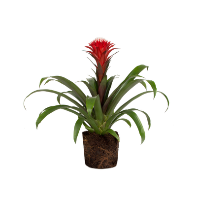 Bromelie Bromelie - elho - Give room to nature