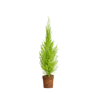 ein drahtseilartist plant Cast Iron Plant Care - How to Grow: Aspidistra elatior