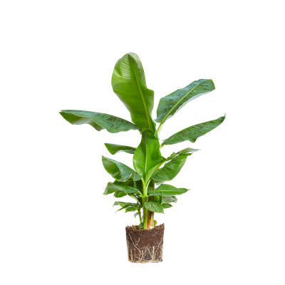 Banane Banane - elho - Give room to nature