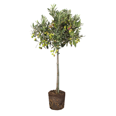 rhododendron dünger für flieder Rhododendron Dünger von Flora Boost main image 0