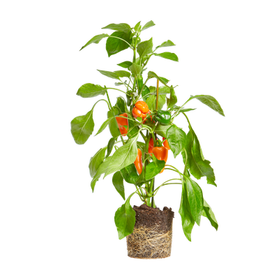 blumenstnder rost Exklusive Blumensule 'Flora'
