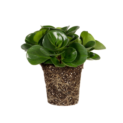 Peperomia Peperomia - elho - Give room to nature