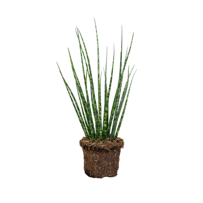 Sansevieria cylindrica Sansevieria cylindrica - elho - Give room to nature