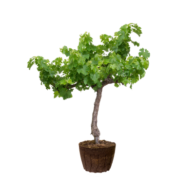 Weinrebe Weinrebe - elho - Give room to nature