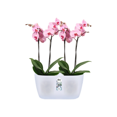 Elho Brussels orchidea duó 25 fehér Ho 25 cm x Sz 13,4 cm x Ma 12 cm