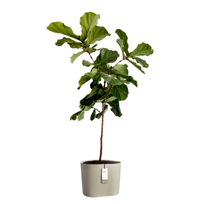 Elho Eden Aquacare Blumentopf - 39,6x36,1 Cm, Aus 100% Recyceltem Kunststoff, Weiß