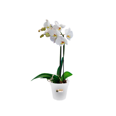 Composizione con vaso color ceramica con orchidea phalaenopsis verde lime - Show Garden Arezzo