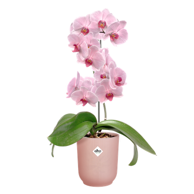 Elho B.for Soft Round 16 - Vaso Portavaso Per Piante Da Interno - 16 X H15 Cm - Rosa Cipria