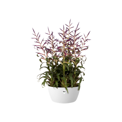 brussels bowl 23cm white - elho® - Give room to nature