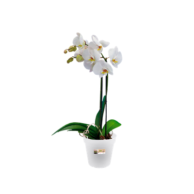 room green to nature - 15cm Give orchidee transparent - elho® basics