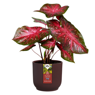 Elho Winery Collection Blumentopf-Set - 3 Nachhaltige Töpfe Aus Weinabfällen