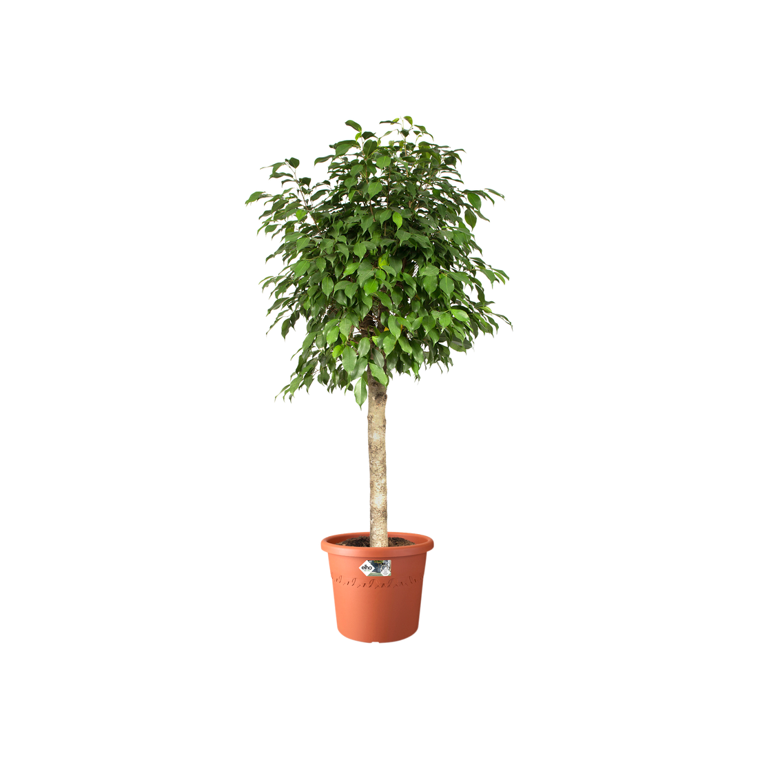 Elho Algarve Cilindro 21cm