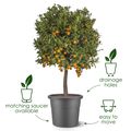 Ghiveci Elho algarve cilindro, 30 cm, antracit (anthracite) — imaginea 3