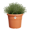 Ghiveci Elho algarve cilindro, 25 cm, terracotta (terra) — imaginea 2
