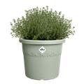 Ghiveci Elho algarve cilindro thyme, 25 cm, verde (green) — imaginea 2