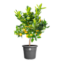 Ghiveci Elho algarve cilindro, 30 cm, antracit (anthracite) — imaginea 2
