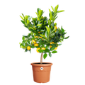 Ghiveci Elho algarve cilindro, 30 cm, terracotta (terra) — imaginea 2