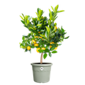 Ghiveci Elho algarve cilindro thyme, 35 cm, verde (green) — imaginea 2