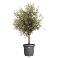 Ghiveci Elho algarve cilindro, 40 cm, antracit (anthracite) — imaginea 2