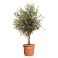 Ghiveci Elho algarve cilindro, 40 cm, terracotta (terra) — imaginea 2