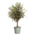 Ghiveci Elho algarve cilindro thyme, 40 cm, verde (green) — imaginea 2