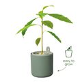 Ghiveci Elho amazing avocado pot, 12 cm, verde (leaf green) — imaginea 3