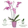 Mască de ghiveci Elho brussels orchid high vivid, 12,5 cm, violet — imaginea 3