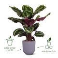 Mască de ghiveci Elho jazz round, 14 cm, alb (silky white) — imaginea 3