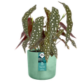 Mască de ghiveci Elho the ocean collection round pacific, 18 cm, verde (green) — imaginea 2