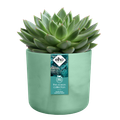 Mască de ghiveci Elho the ocean collection round pacific, 14 cm, verde (green) — imaginea 2
