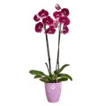 Mască de ghiveci Elho brussels diamond orchid high vivid, 12,5 cm, violet — imaginea 2