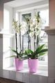 Mască de ghiveci Elho brussels diamond orchid high vivid, 12,5 cm, violet — imaginea 4
