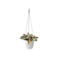 Mască de ghiveci Elho agatatoare brussels rotunda, 18 cm, alb — imaginea 2