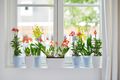 Mască de ghiveci Elho brussels orchid high, 12,5 cm, alb (white) — imaginea 4