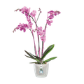 Mască de ghiveci Elho brussels orchid, 12,5 cm, transparent — imaginea 2