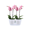 Mască de ghiveci Elho brussels orchid duo, 25 cm, transparent — imaginea 2