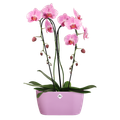 Mască de ghiveci Elho brussels orchid duo vivid, 25 cm, violet — imaginea 2