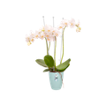Mască de ghiveci Elho brussels orchid high, 12,5 cm, transparent — imaginea 2