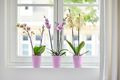Mască de ghiveci Elho brussels orchid high vivid, 12,5 cm, violet — imaginea 4