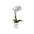 Mască de ghiveci Elho brussels orchid high, 12,5 cm, alb (white) — imaginea 2
