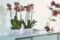 Mască de ghiveci Elho brussels orchid duo, 25 cm, transparent — imaginea 4