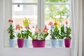 Mască de ghiveci Elho brussels orchid high, 12,5 cm, transparent — imaginea 4