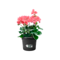 Ghiveci Elho green basics balcony potholder all-in-1, 26 cm, negru (living black) — imaginea 2