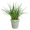 Ghiveci Elho productie green basics growpot green, 11 cm, stone green (stone) — imaginea 2