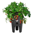 Ghiveci Elho green basics strawberry pot, 33 cm, negru — imaginea 2