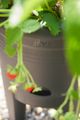 Ghiveci Elho green basics strawberry pot, 33 cm, negru — imaginea 5