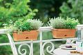 Ghiveci Elho green basics trough mini allin1, 30 cm, terracotta (mild terra) — imaginea 4