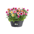 Ghiveci Elho bol green basics, 27 cm, living black — imaginea 2